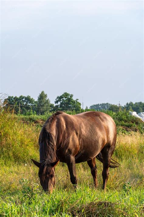 Cheval broutant de l'herbe verte dans un pré