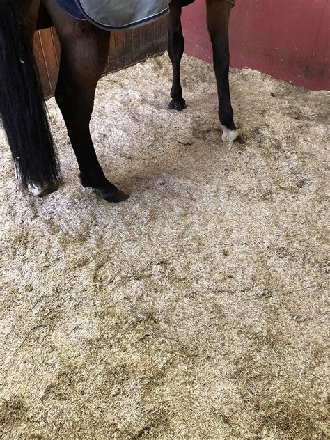 Cheval au repos dans une boxe avec une litière épaisse