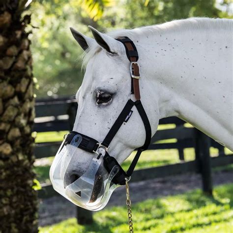 Cheval avec un panier d'alimentation