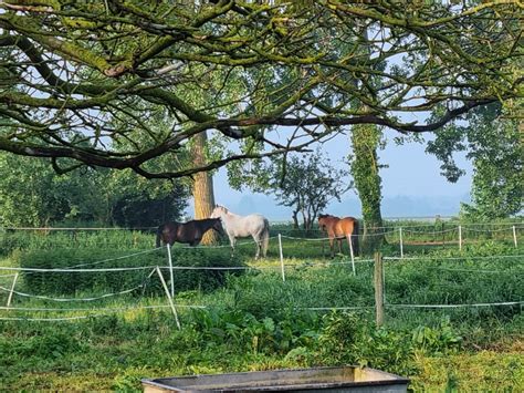 Ferme béarnaise traditionnelle avec chevaux