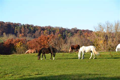 Paysage rural du Cotentin avec des chevaux en pâturage