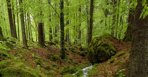 Cheval traversant une forêt verdoyante