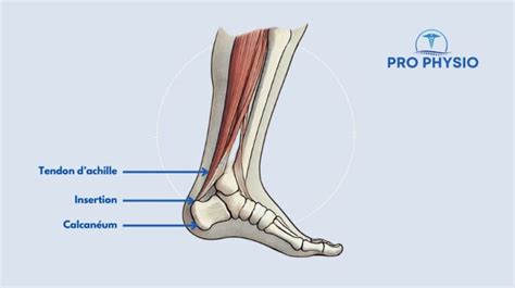 Illustration anatomique du tendon d'Achille et de sa connexion avec le mollet et le talon