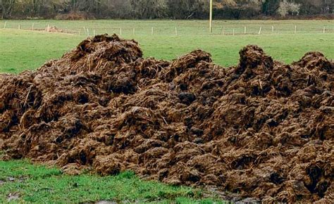 Champ agricole avec des tas de fumier
