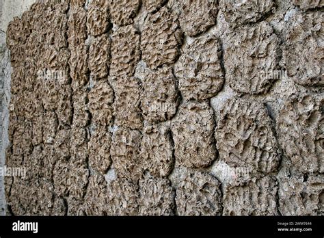 Galettes de fumier de buffle séchées sur un mur