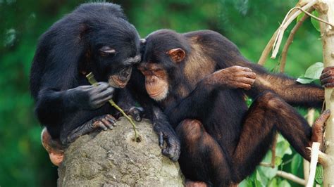Photographie de chimpanzés utilisant des outils