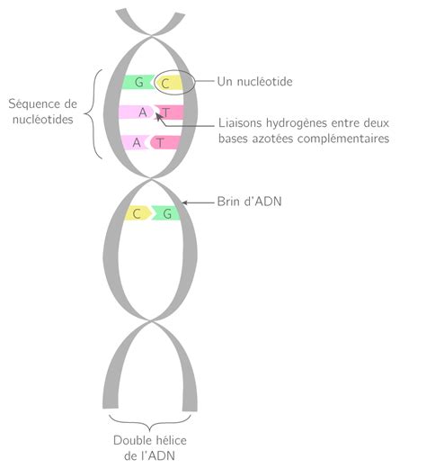 Représentation schématique de l'ADN