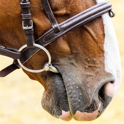 Gros plan sur un mors de cheval avec alliances