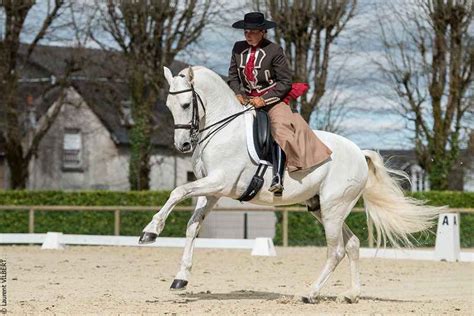 Cheval ibérique en pleine action