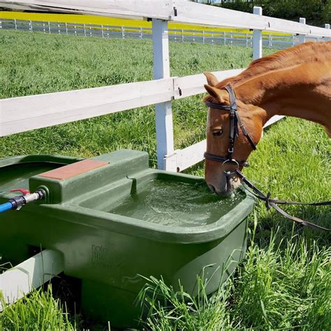 Cheval paisible dans un grand pré avec abreuvoir automatique