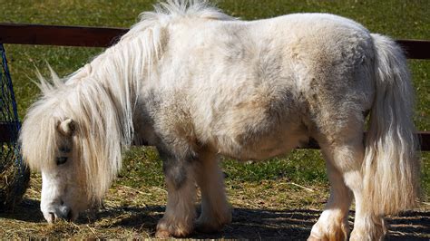 Schéma simplifié des besoins d'un poney : espace, abri, nourriture, eau, compagnie