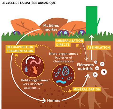 Schéma du cycle de vie des nutriments dans le sol grâce au fumier