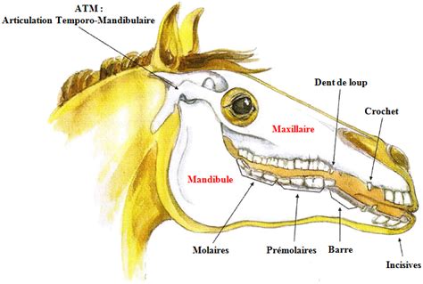 Illustration d'une mâchoire de cheval avec les dents