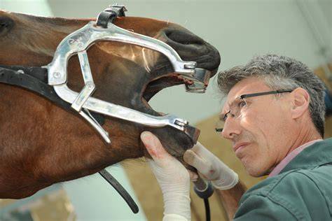 Dentiste équin utilisant un outil rotatif sur la dent d'un cheval