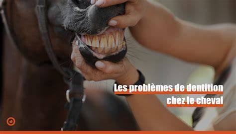 Infographie illustrant les signes de problèmes dentaires chez le cheval
