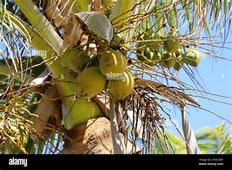 Arbre de cocotier sur une plage tropicale