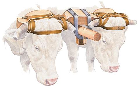 Schéma d'un attelage à joug d'encolure