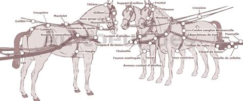 Harnachement de type Cape-harness