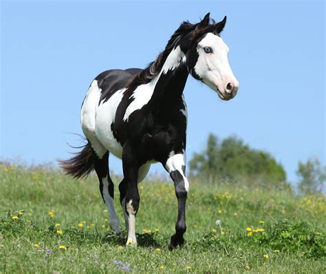 Cheval Paint Horse avec des marques distinctives