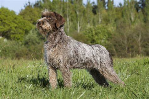 Griffon Korthals en action, flairant le sol
