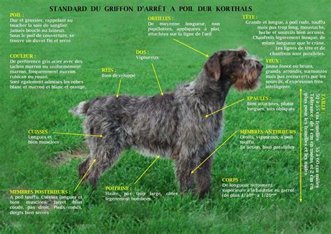Diagramme montrant les croisements probables pour la création du Griffon Korthals