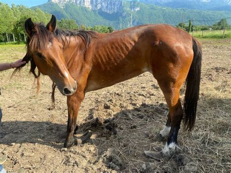 Cheval présentant des signes d'urticaire