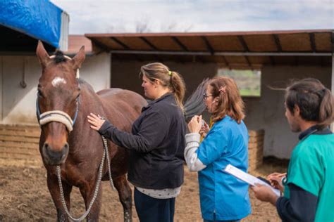 Vétérinaire consultant un propriétaire de cheval
