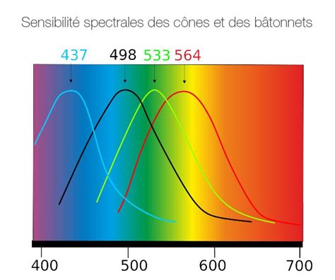 Diagramme illustrant la perception des couleurs par les chevaux et leur impact sur les sauts