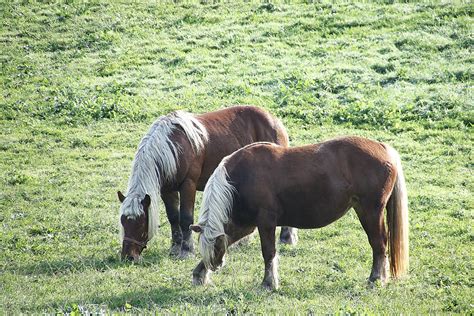 Chevaux et poneys dans un pré