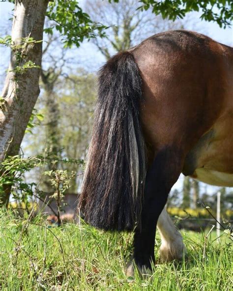 Structure d'un crin de cheval
