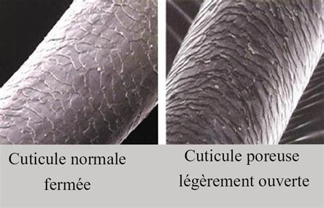 Comparaison cuticule crin sain et abîmé