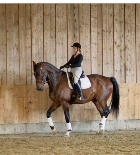 Cavaliers lors d'un stage d'équitation
