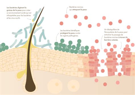 Représentation artistique du microbiome cutané sur la peau