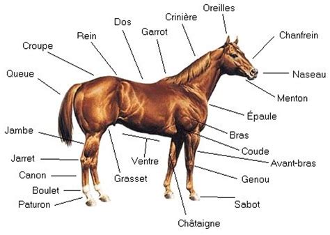 Anatomie d'un cheval de sport