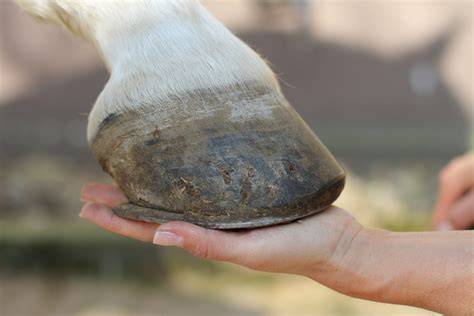 Cheval avec des sabots sains