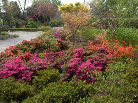 Azalée en pleine floraison