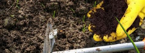 Application de fumier déshydraté au pied d'un arbuste