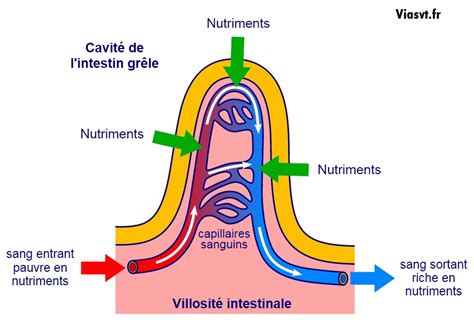 Schéma expliquant l'absorption des minéraux chez le cheval