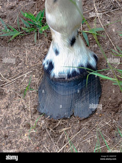 Gros plan sur le sabot d'un cheval