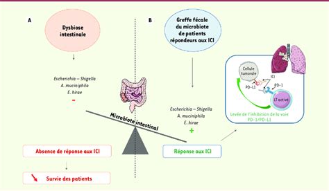 Représentation schématique du microbiote intestinal avec Akkermansia muciniphila
