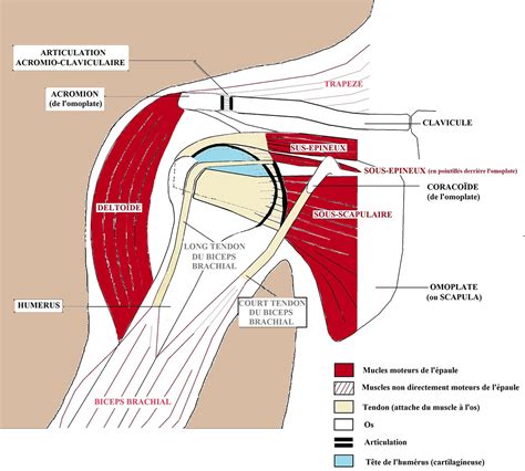 Diagramme illustrant l'exercice de l'épaule en dedans