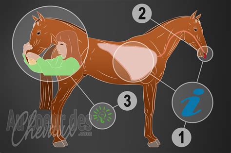 Illustration des différents types d'équilibre chez le cheval