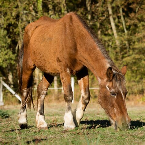 Cheval âgé profitant de l'herbe