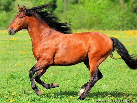 Un cheval fort brisant un gisement de pierre dans Horse World