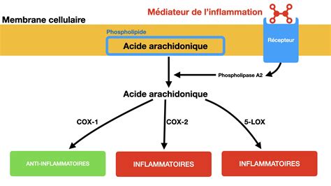 Schéma simplifié de la cascade inflammatoire dans la kératite éosinophilique