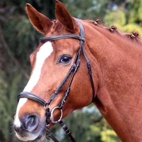 Cheval avec un bridon en cuir