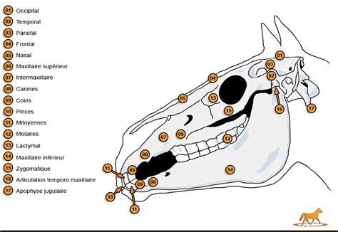 Anatomie de la tête du cheval avec zones sensibles