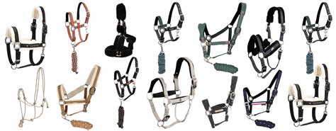 Veau portant un licol bien ajusté