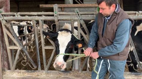 Éleveur guidant un veau avec un licol