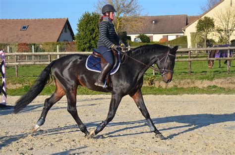 Cheval de trot franchissant la ligne d'arrivée